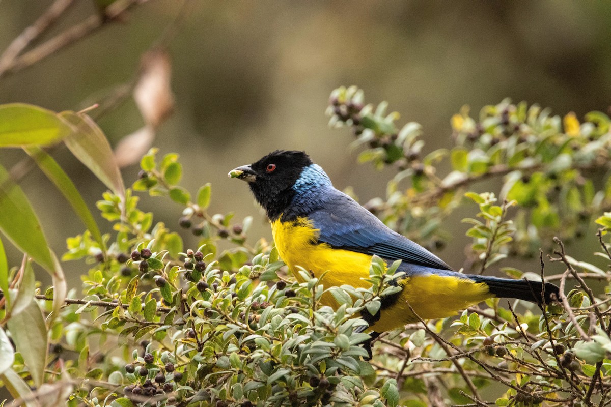 Hooded Mountain Tanager - ML580875811