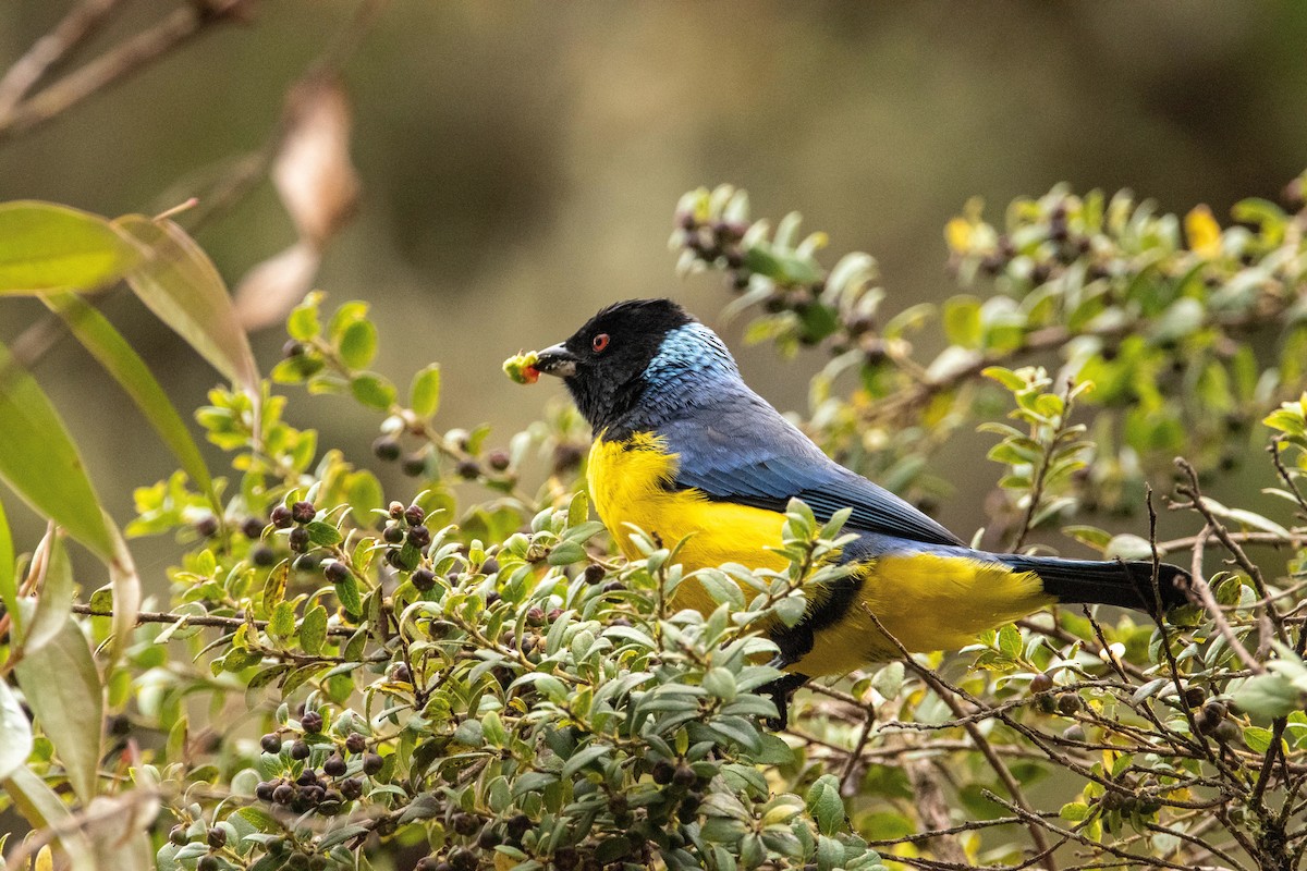 Hooded Mountain Tanager - ML580875821