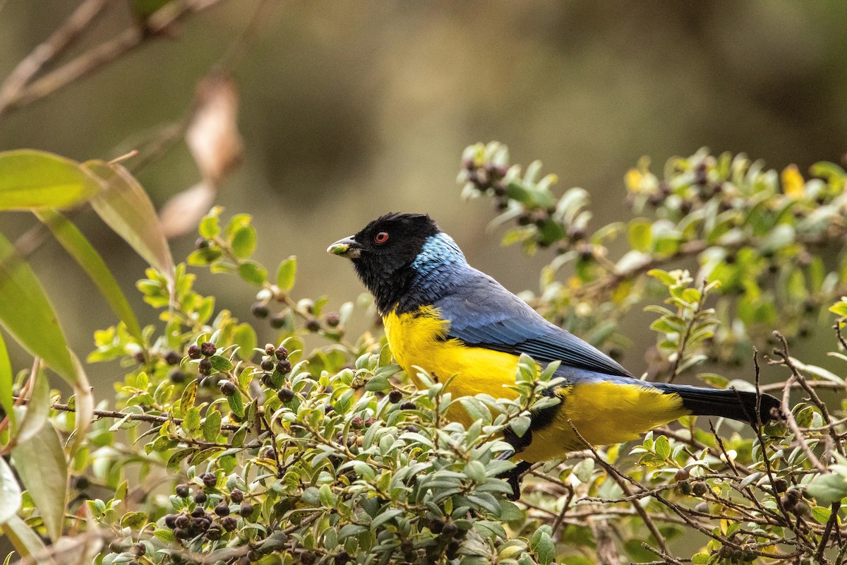 Hooded Mountain Tanager - ML580875831