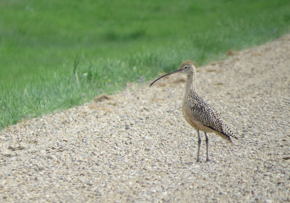 Long-billed Curlew - ML580875841