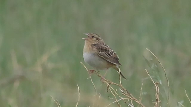 Grasshopper Sparrow - ML580879671