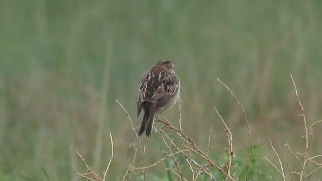 Grasshopper Sparrow - ML580879701