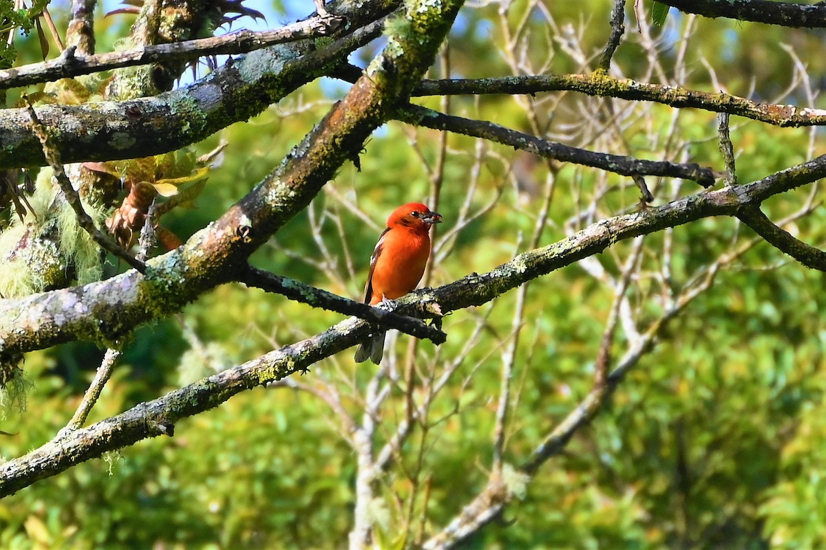 Flame-colored Tanager - ML580882381