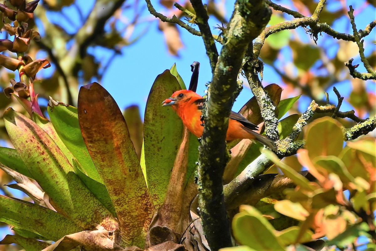 Flame-colored Tanager - ML580882541