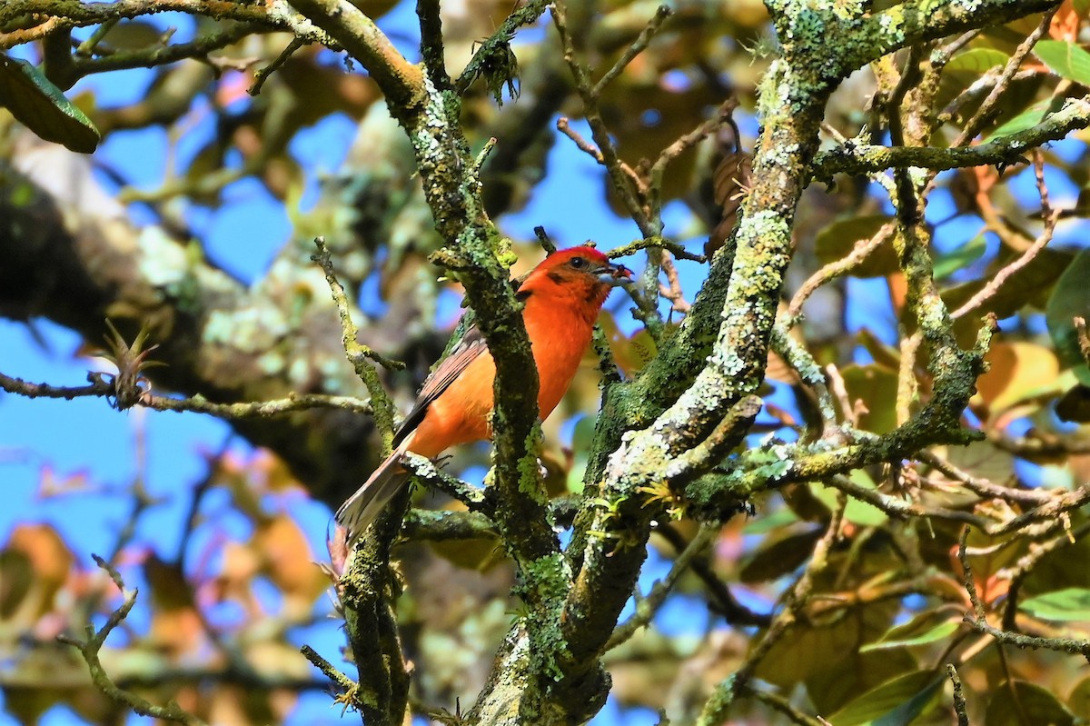 Flame-colored Tanager - ML580882661