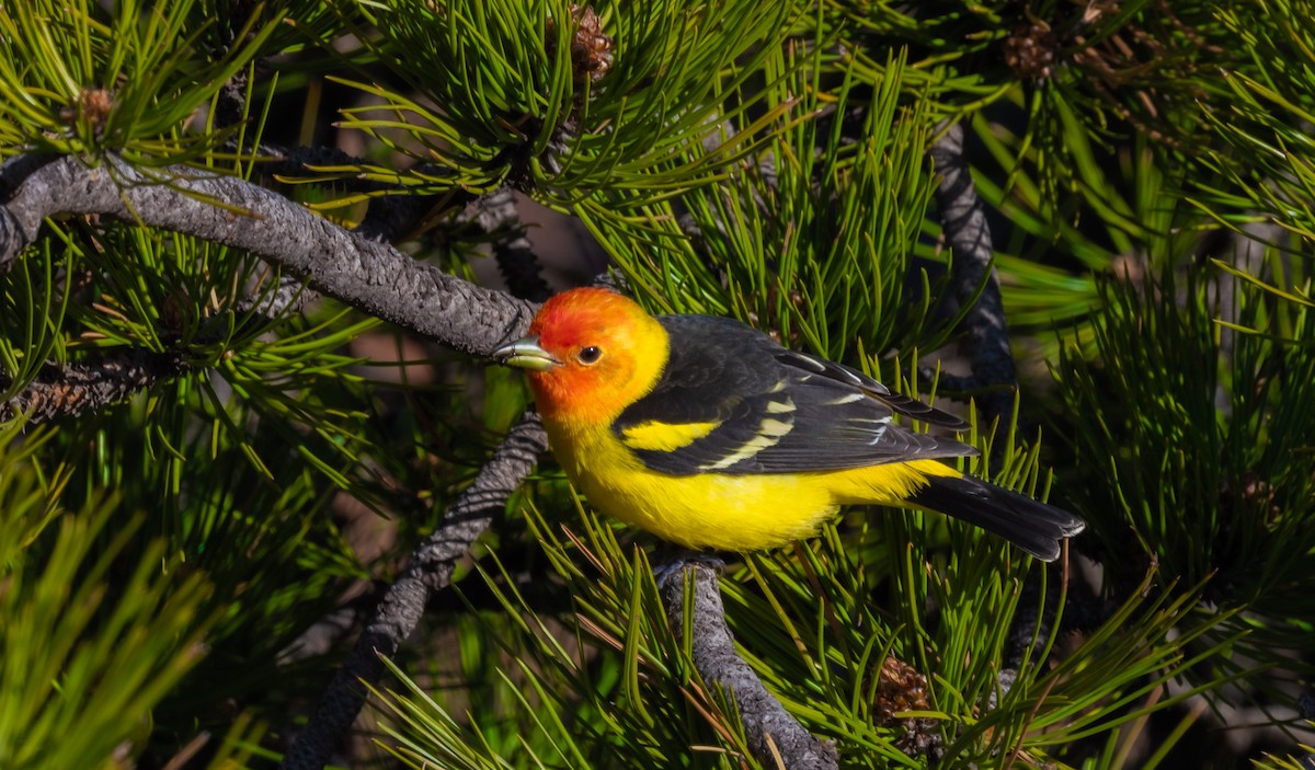Western Tanager - ML580886811