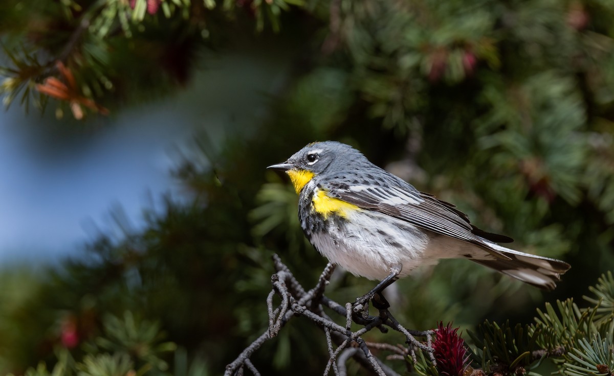Yellow-rumped Warbler (Audubon's) - ML580887071