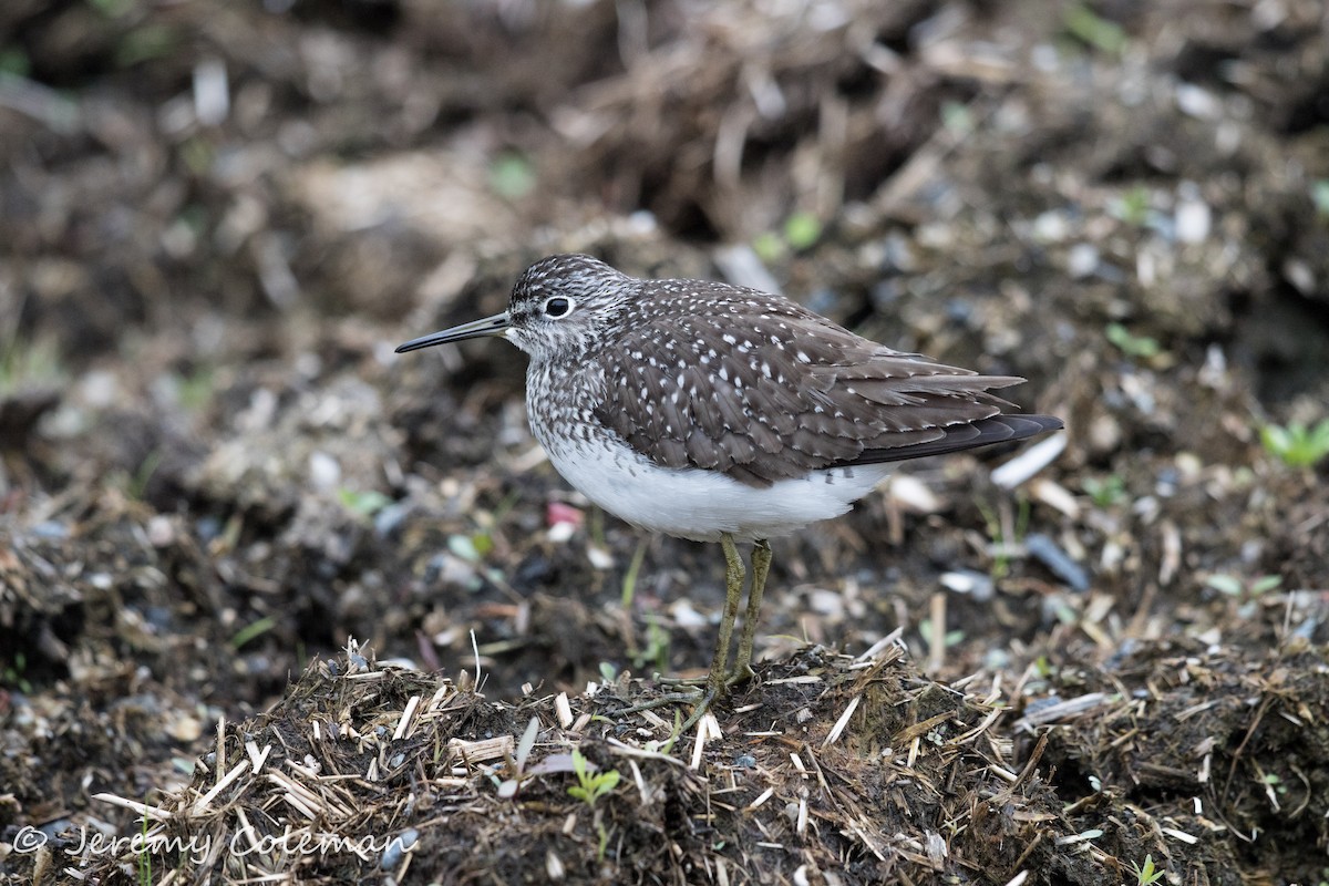 Solitary Sandpiper - Jeremy Coleman