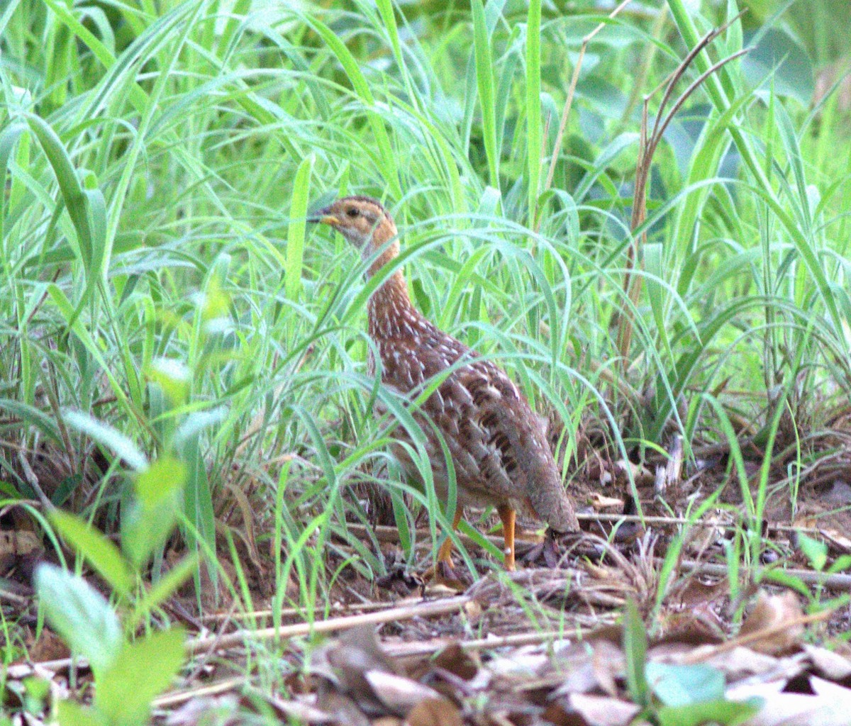 White-throated Francolin - ML580889491