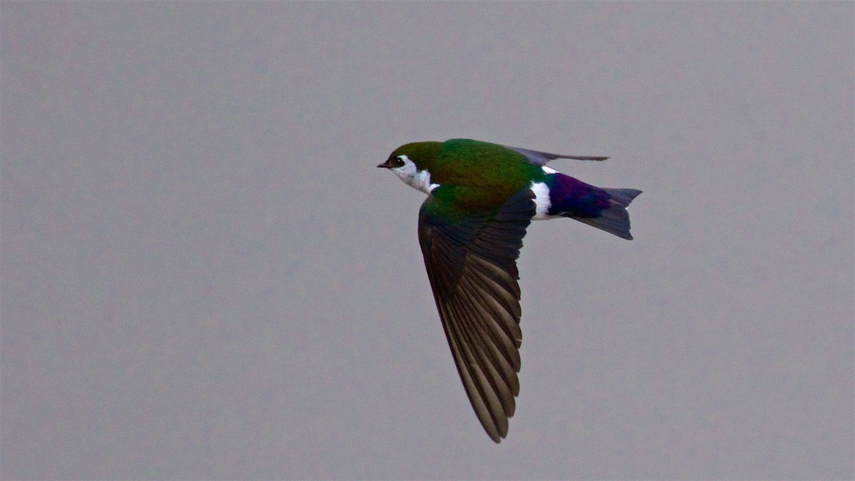 Violet-green Swallow - ML580889901