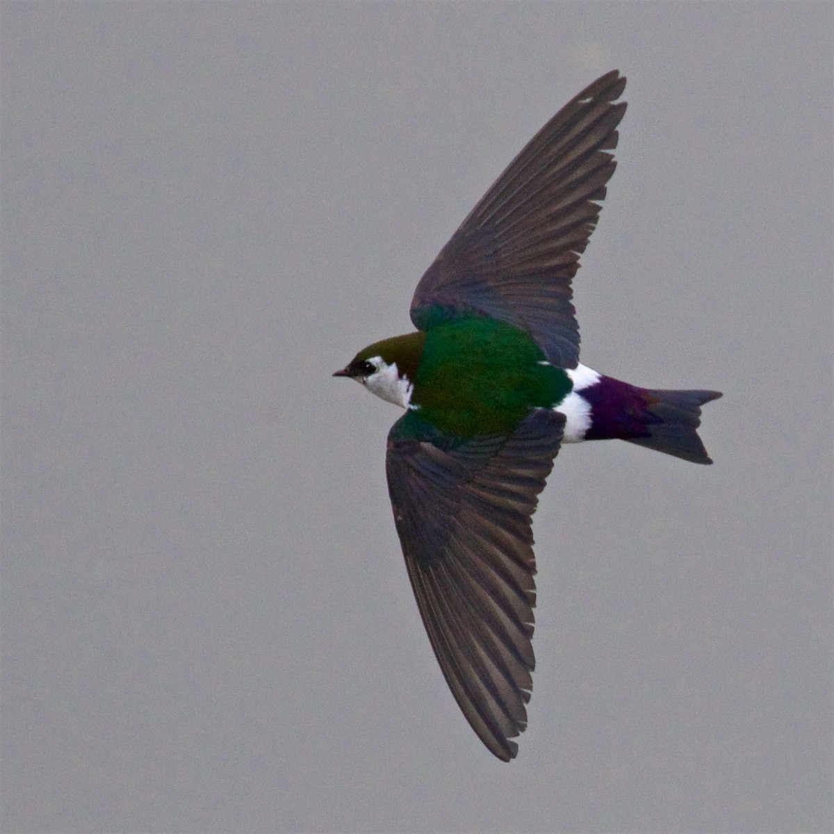 Violet-green Swallow - Ed Harper