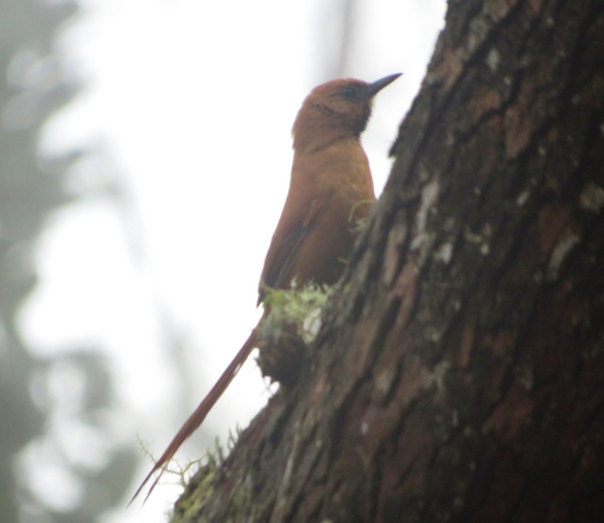 Black-throated Spinetail - ML580892051