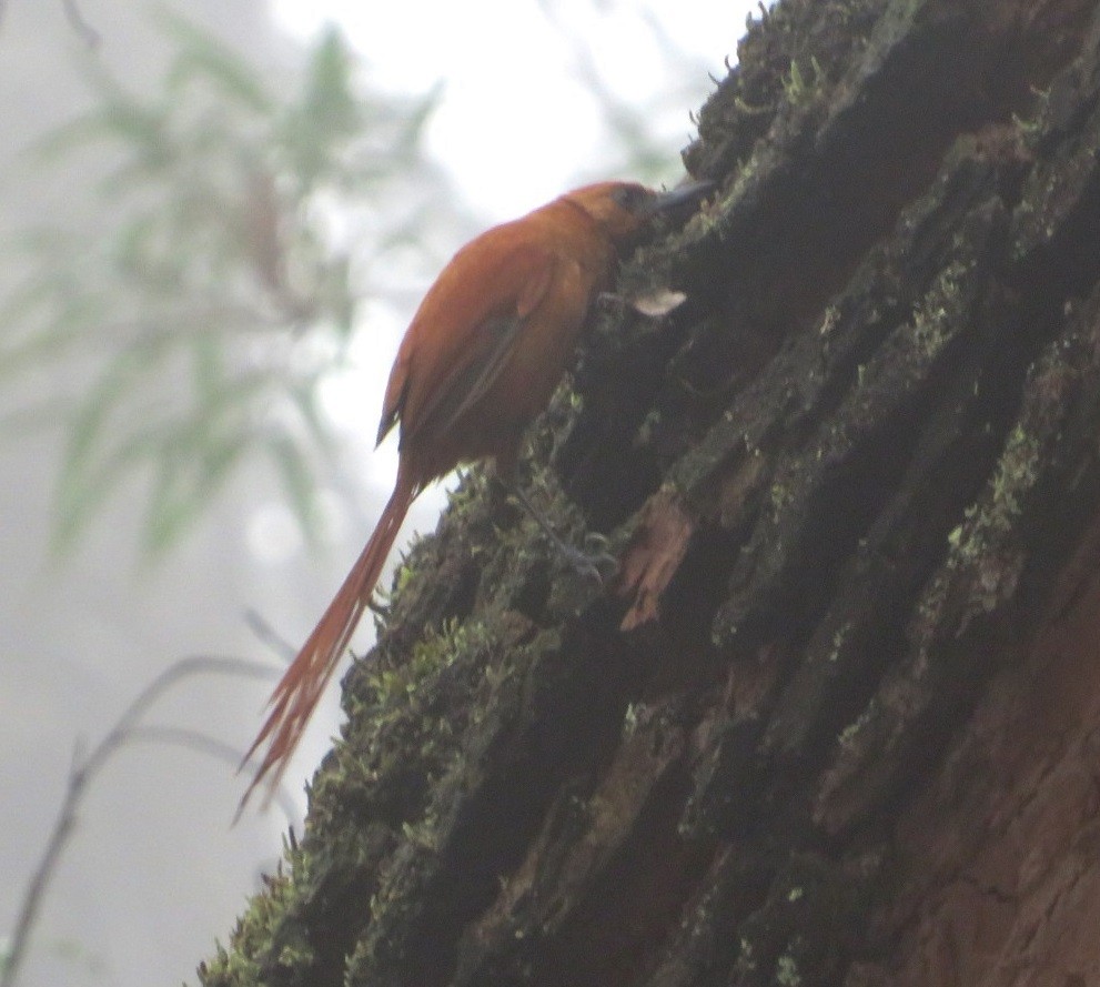 Black-throated Spinetail - ML580892071