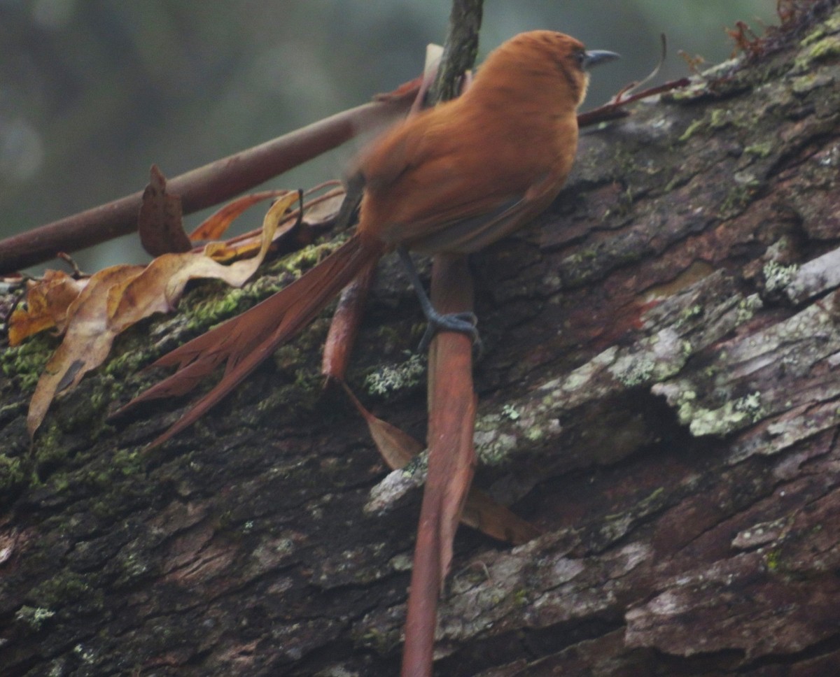 Black-throated Spinetail - ML580892081