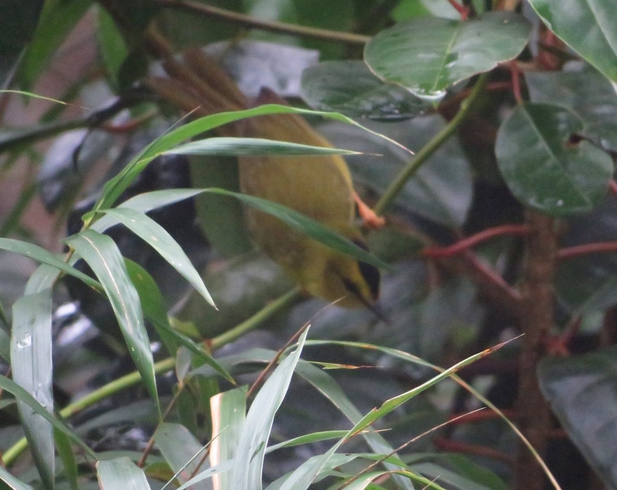 Black-crested Warbler - Alfredo Correa