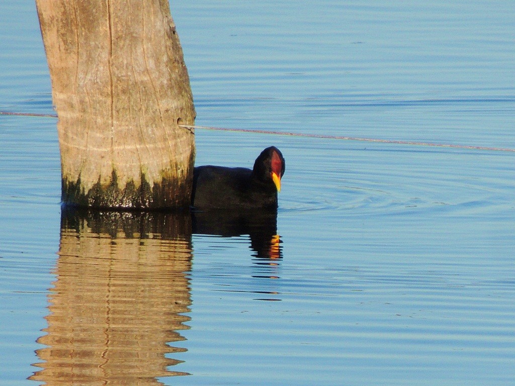 Red-fronted Coot - ML58089611