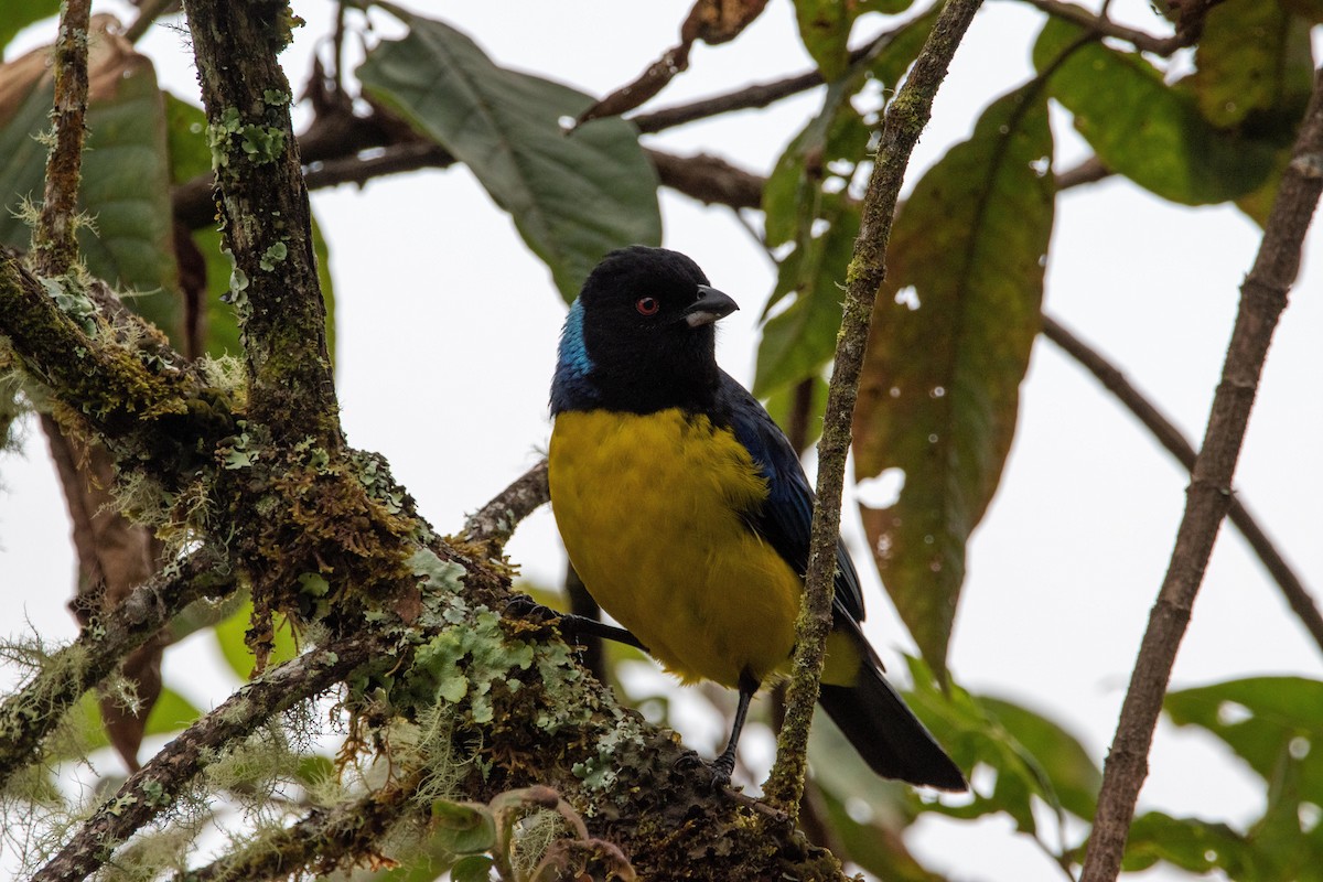 Hooded Mountain Tanager - ML580896611