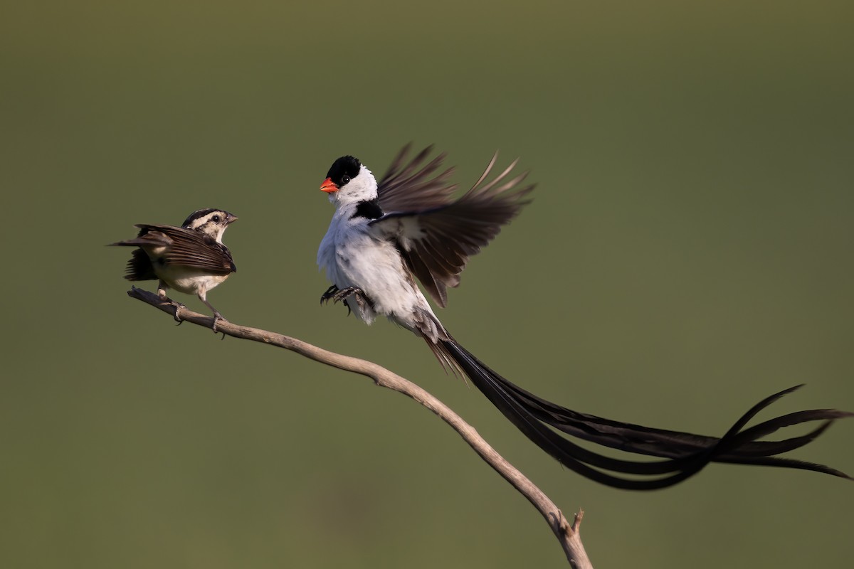 Pin-tailed Whydah - ML580896631