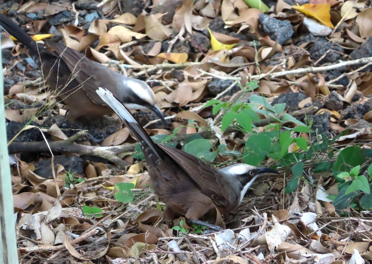 Gray-crowned Babbler - Paul Dobbie