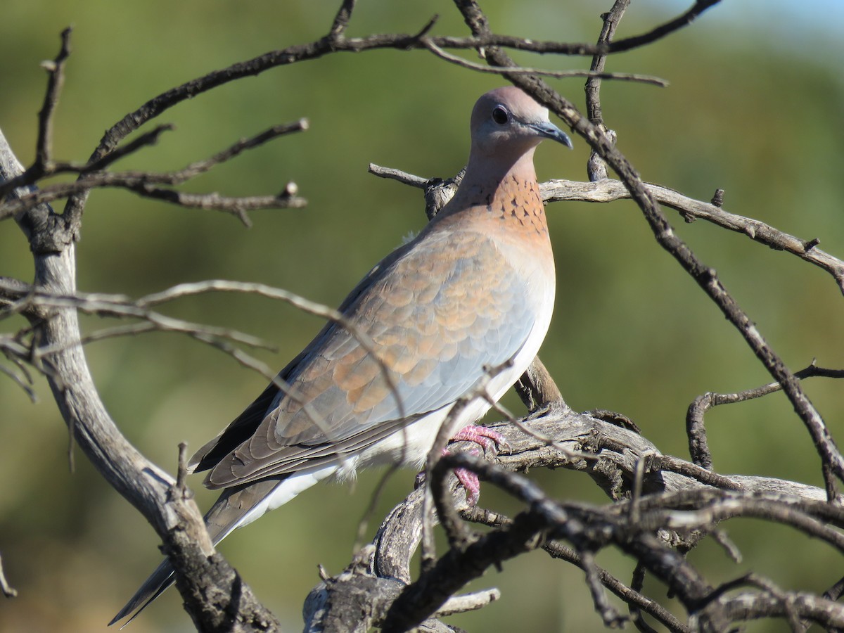 Laughing Dove - ML580903951