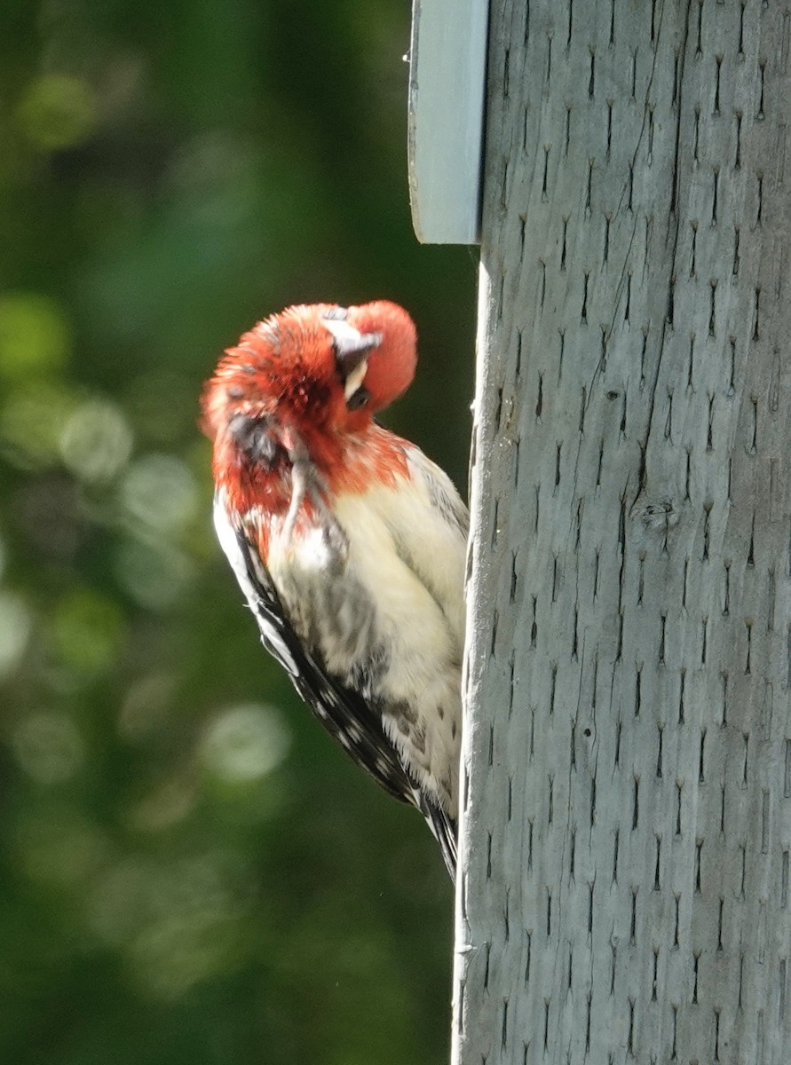Red-breasted Sapsucker - ML580910271