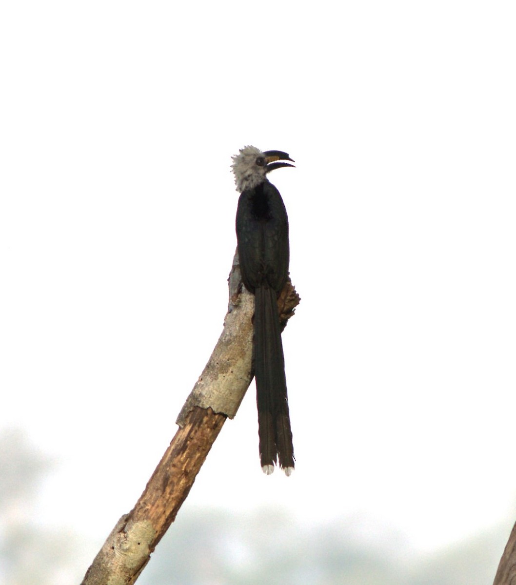 Western Long-tailed Hornbill - ML580912571