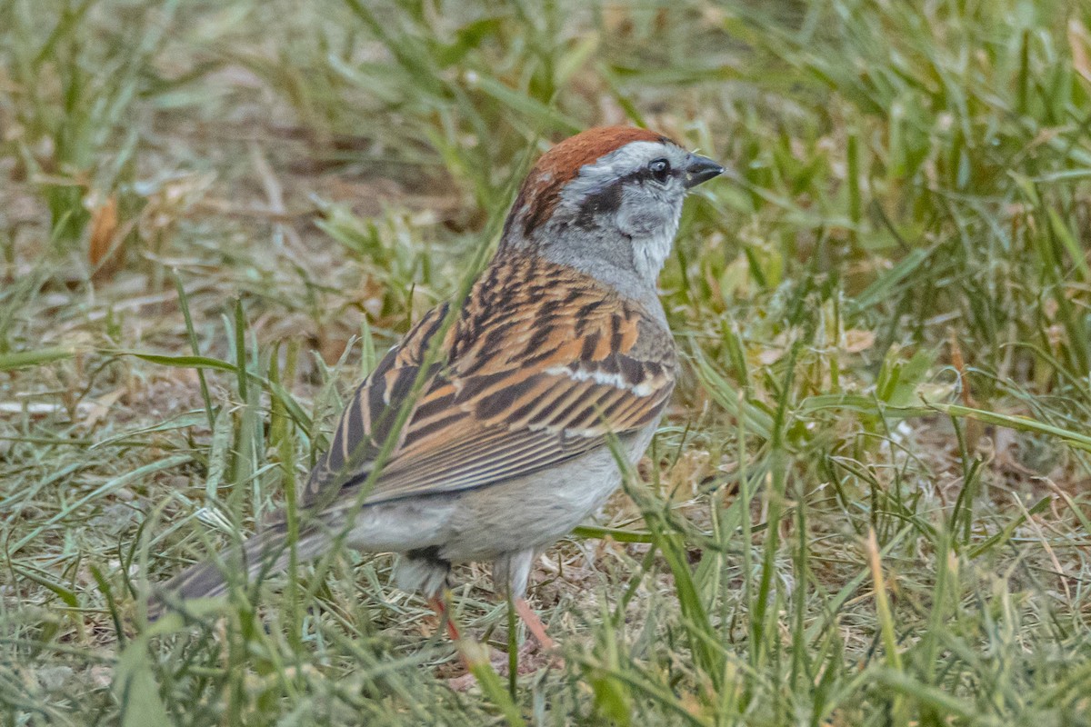 Chipping Sparrow - ML580912851