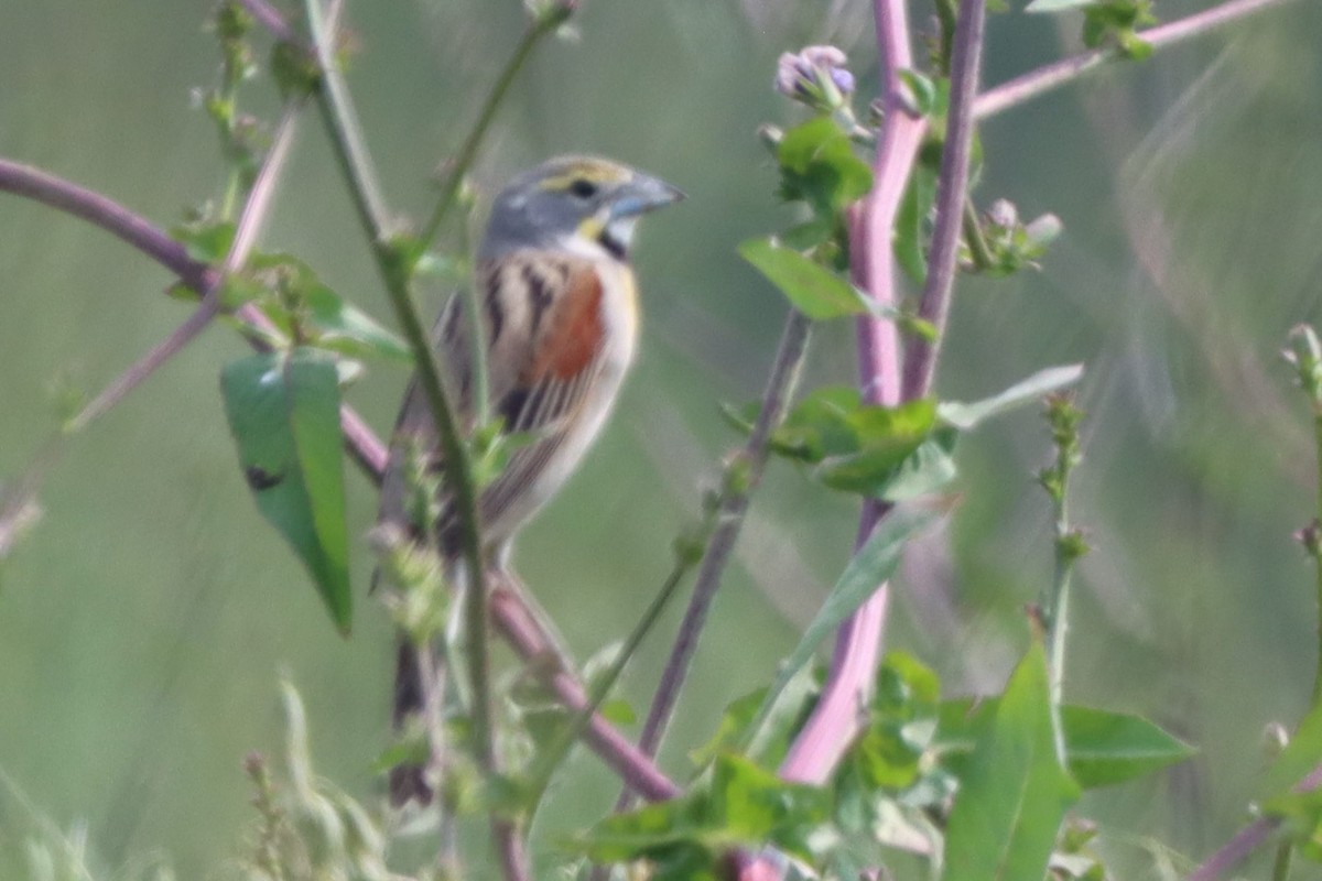 Dickcissel - Johannes Hogrefe