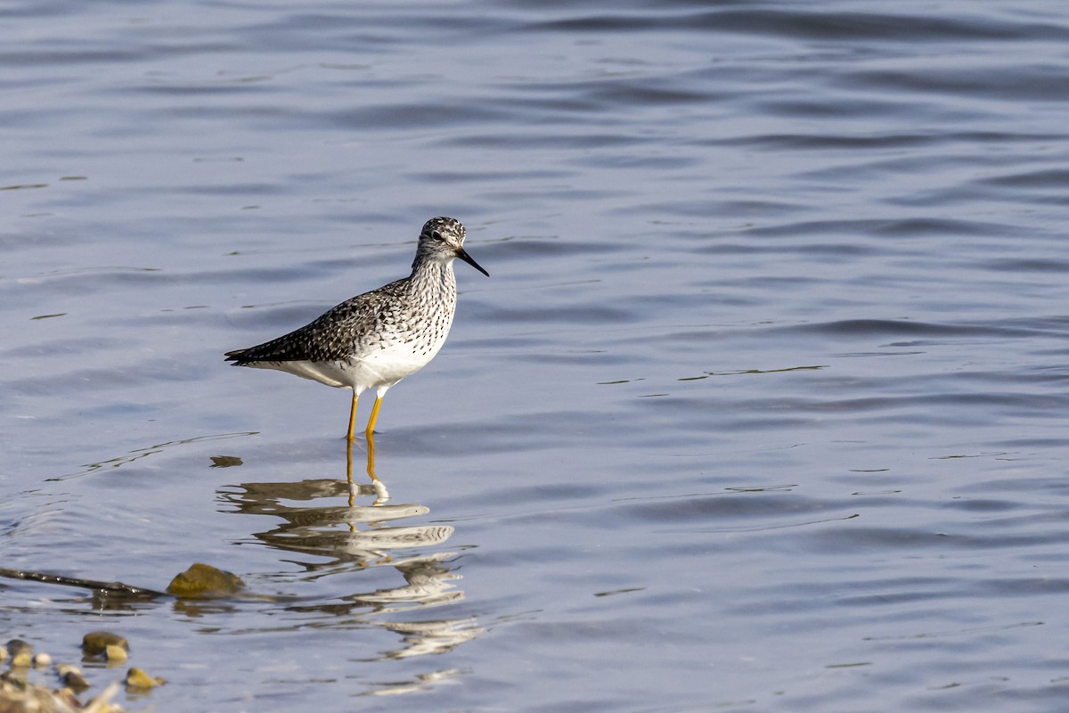 Lesser Yellowlegs - ML580920751