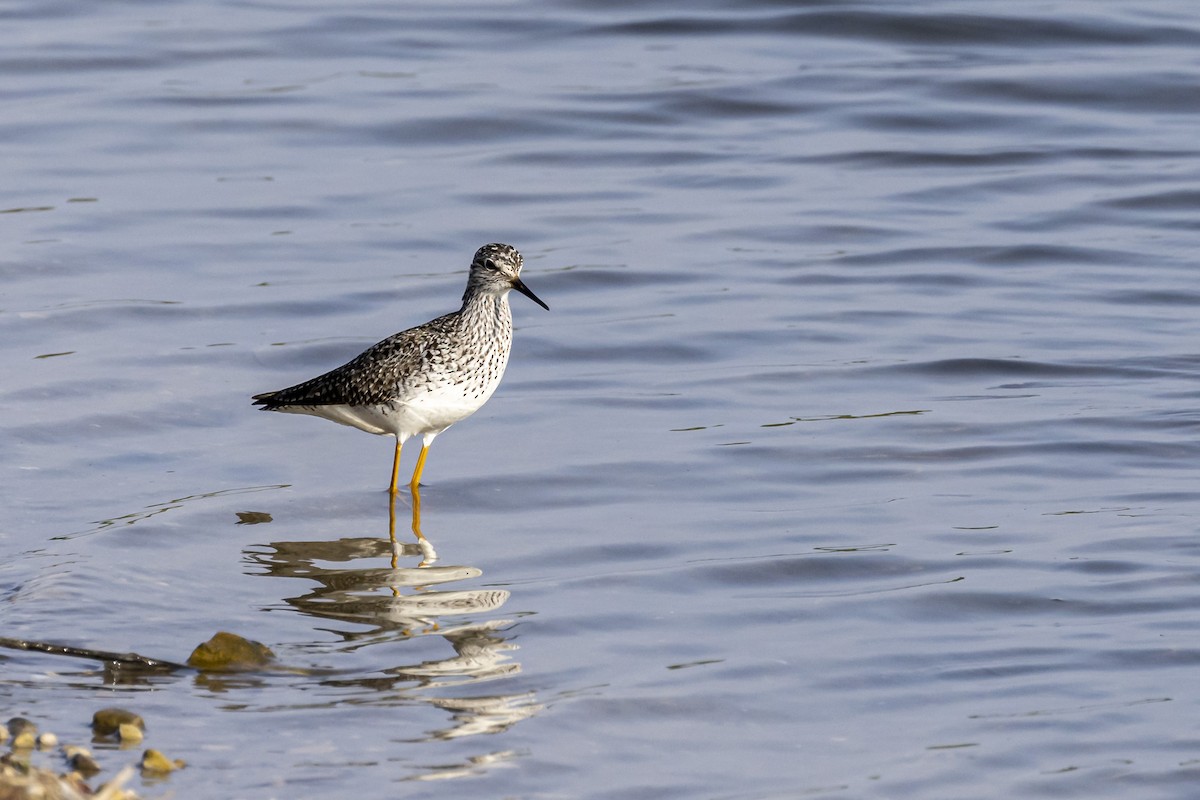 Lesser Yellowlegs - Rick Cleland