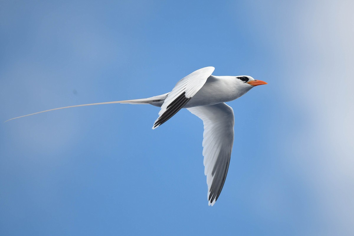 White-tailed Tropicbird (Atlantic) - ML580921161