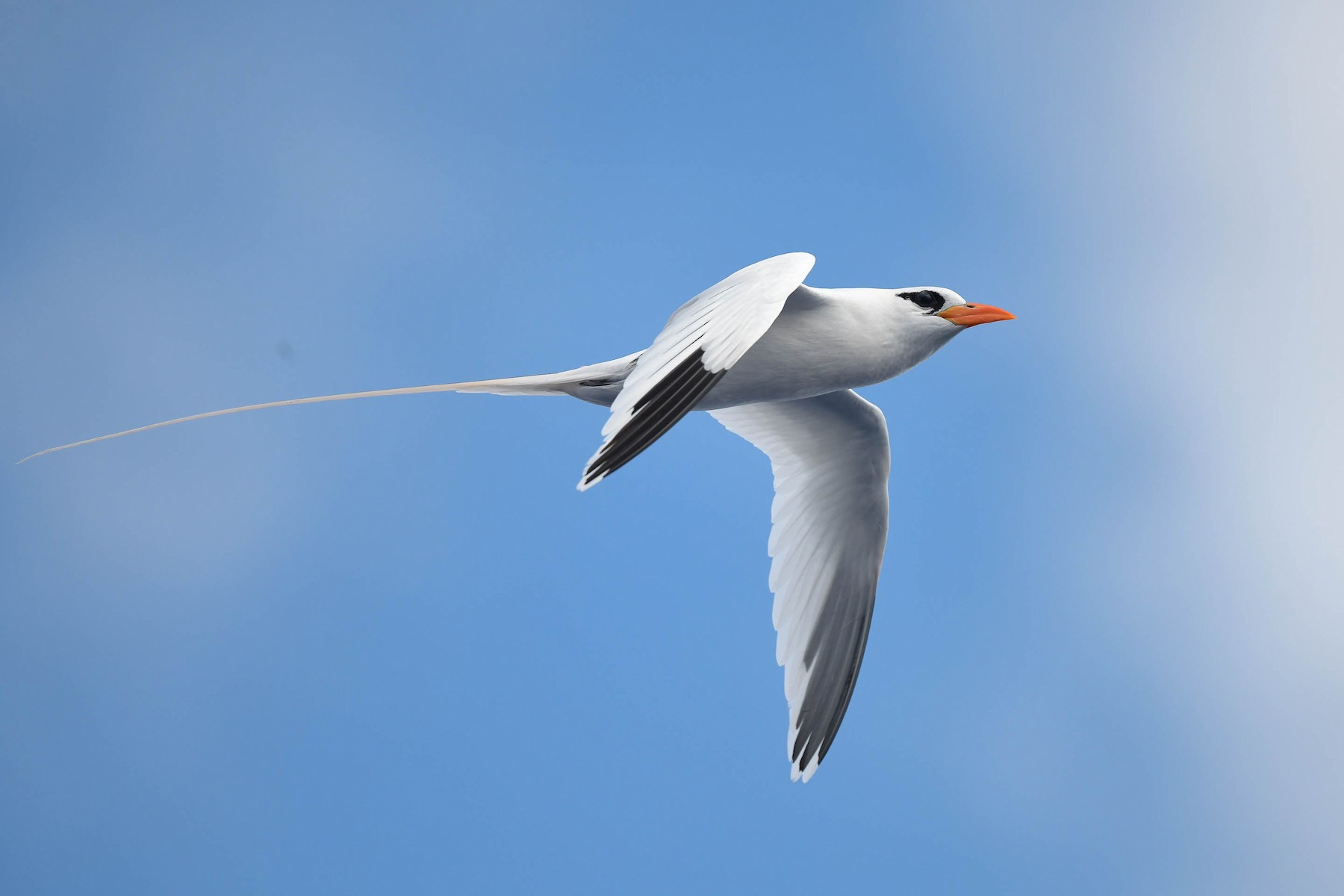 Ave del trópico de cola blanca (catesbyi) - eBird