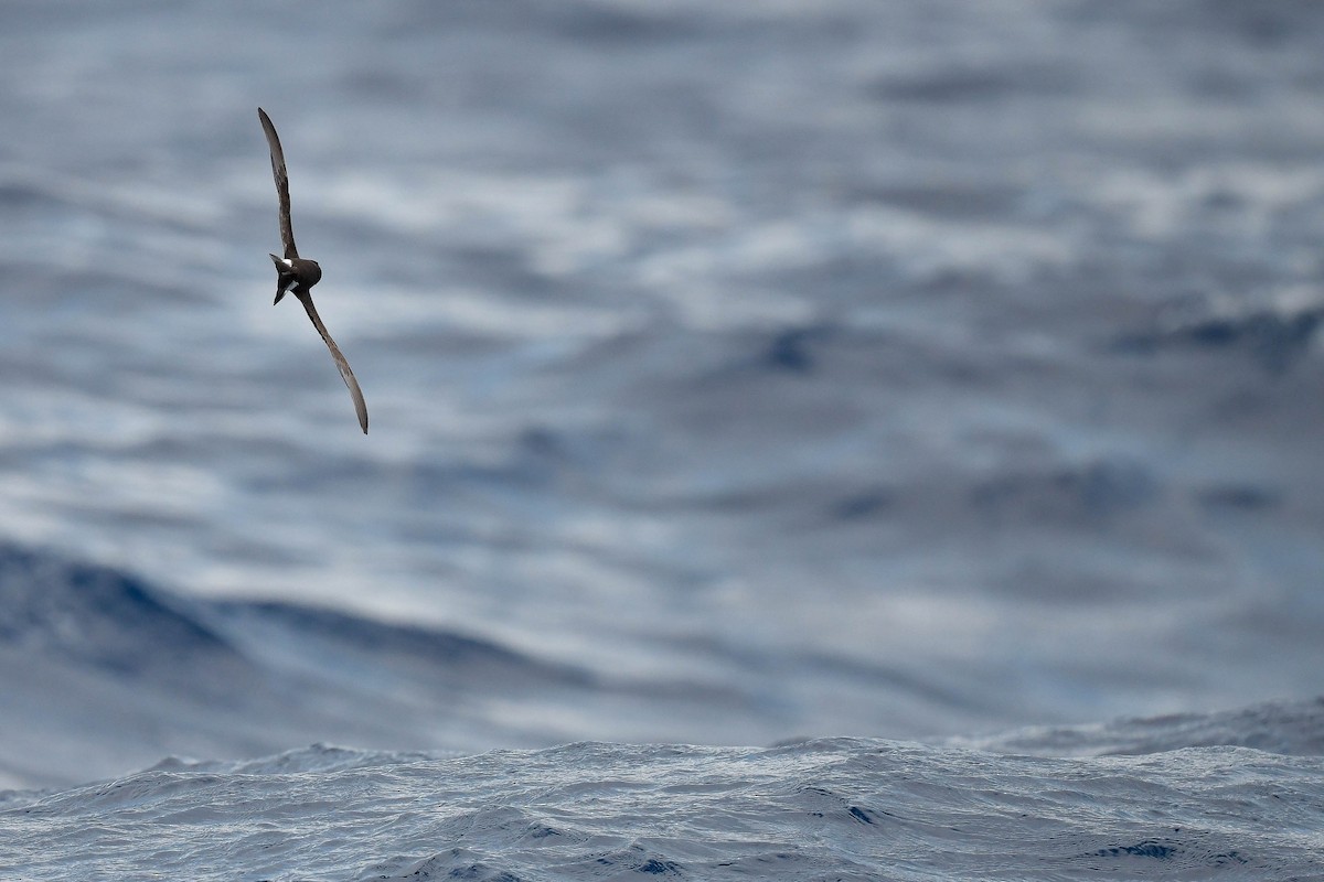Band-rumped Storm-Petrel (Grant's) - Kate Sutherland