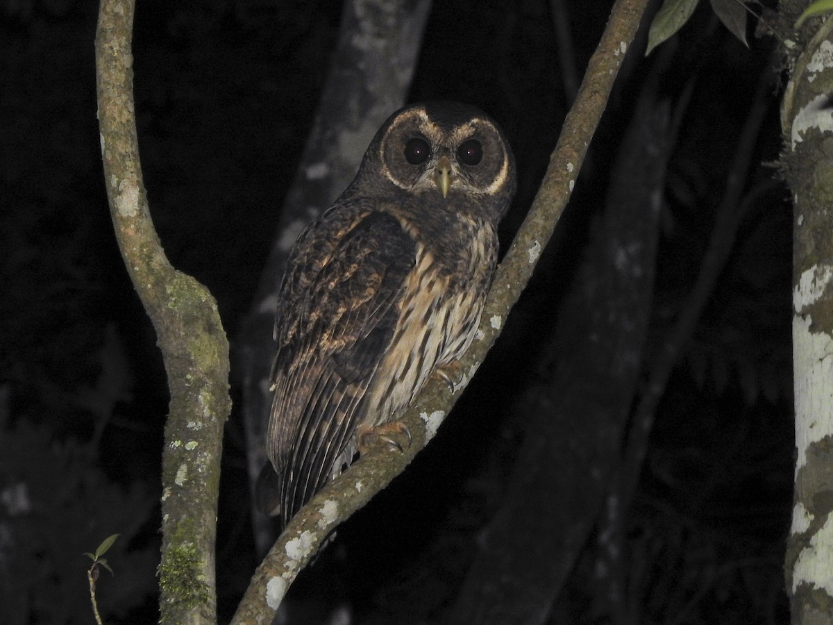 Mottled Owl - ML580922301