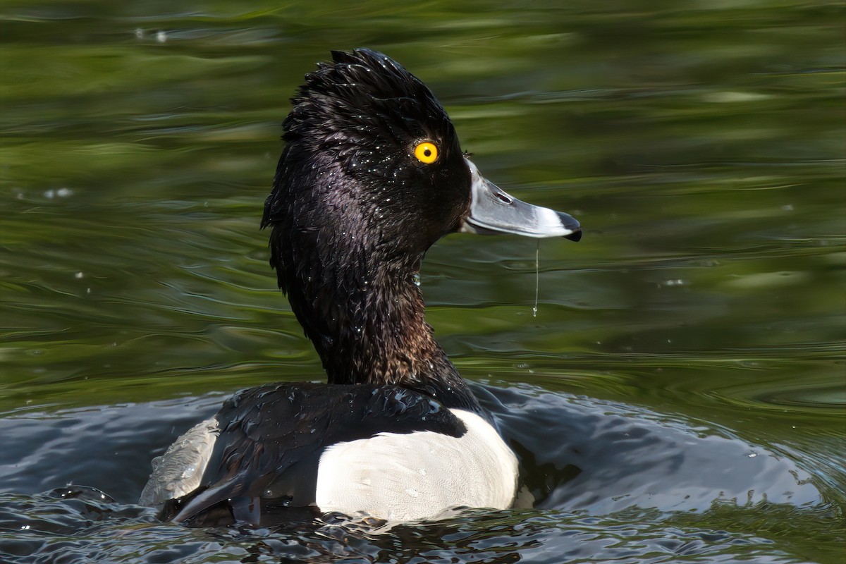 Ring-necked Duck - Rick Courtney