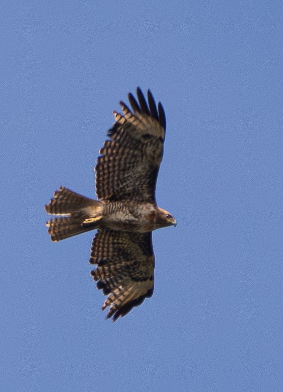 Red-tailed Hawk - ML580924431