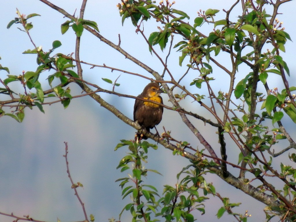 Yellow-headed Blackbird - Devan Johnson