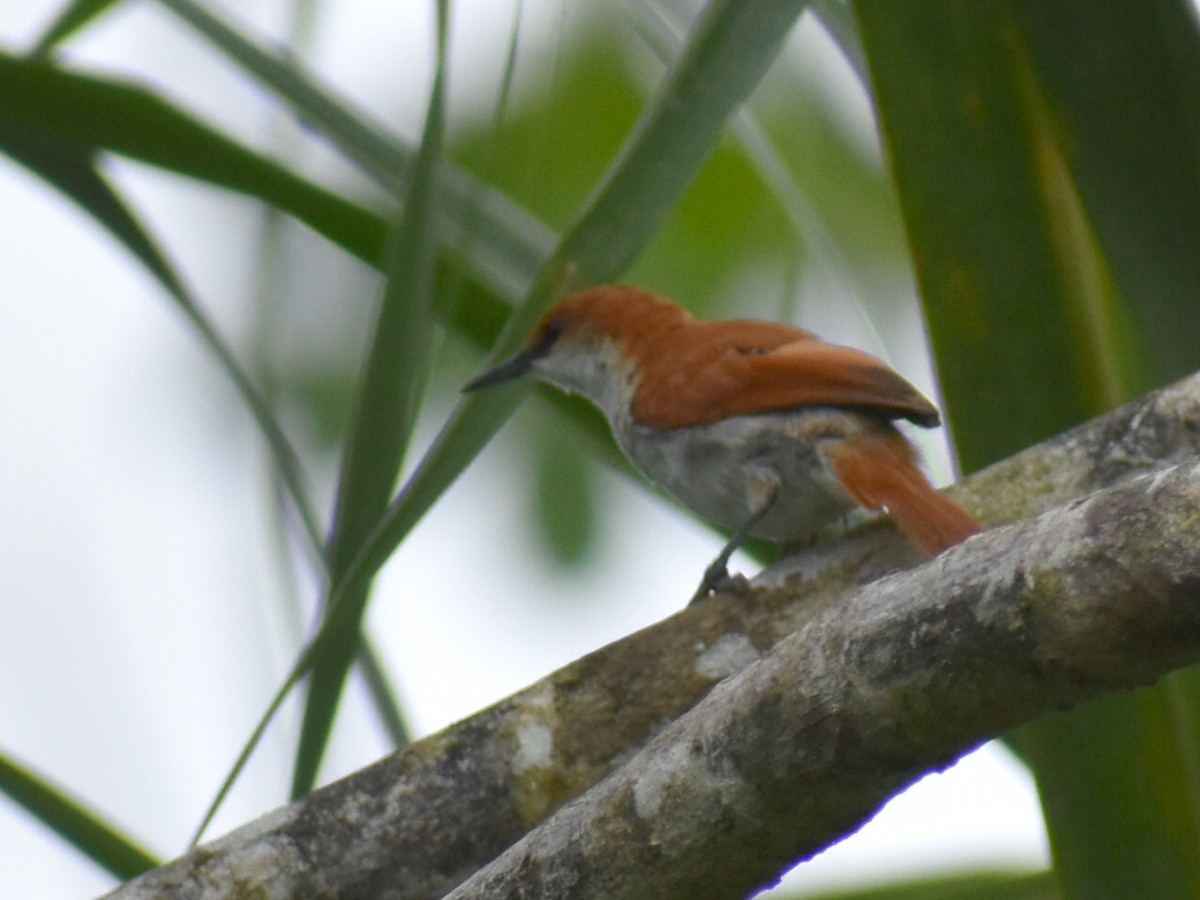 Red-and-white Spinetail - ML580927151