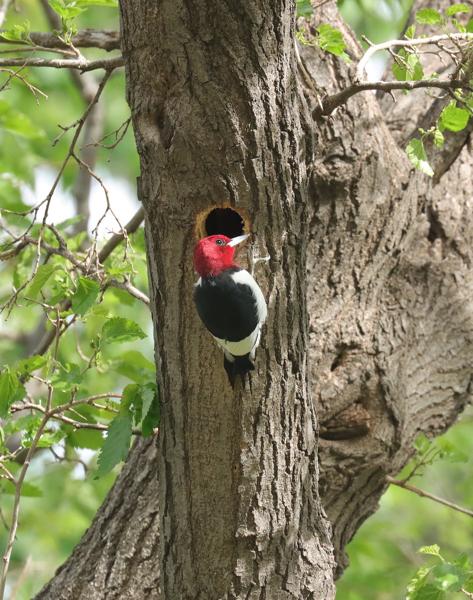 Red-headed Woodpecker - ML580928451