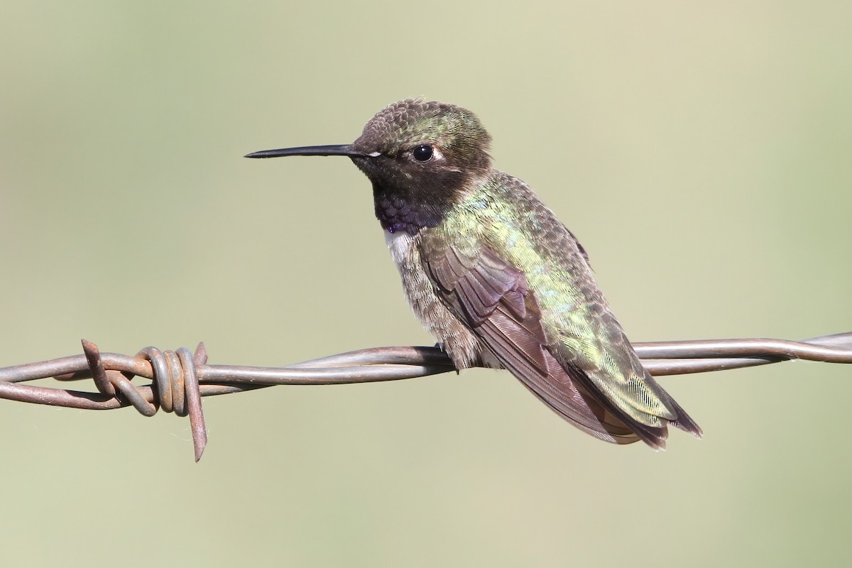 Black-chinned Hummingbird - ML580930901