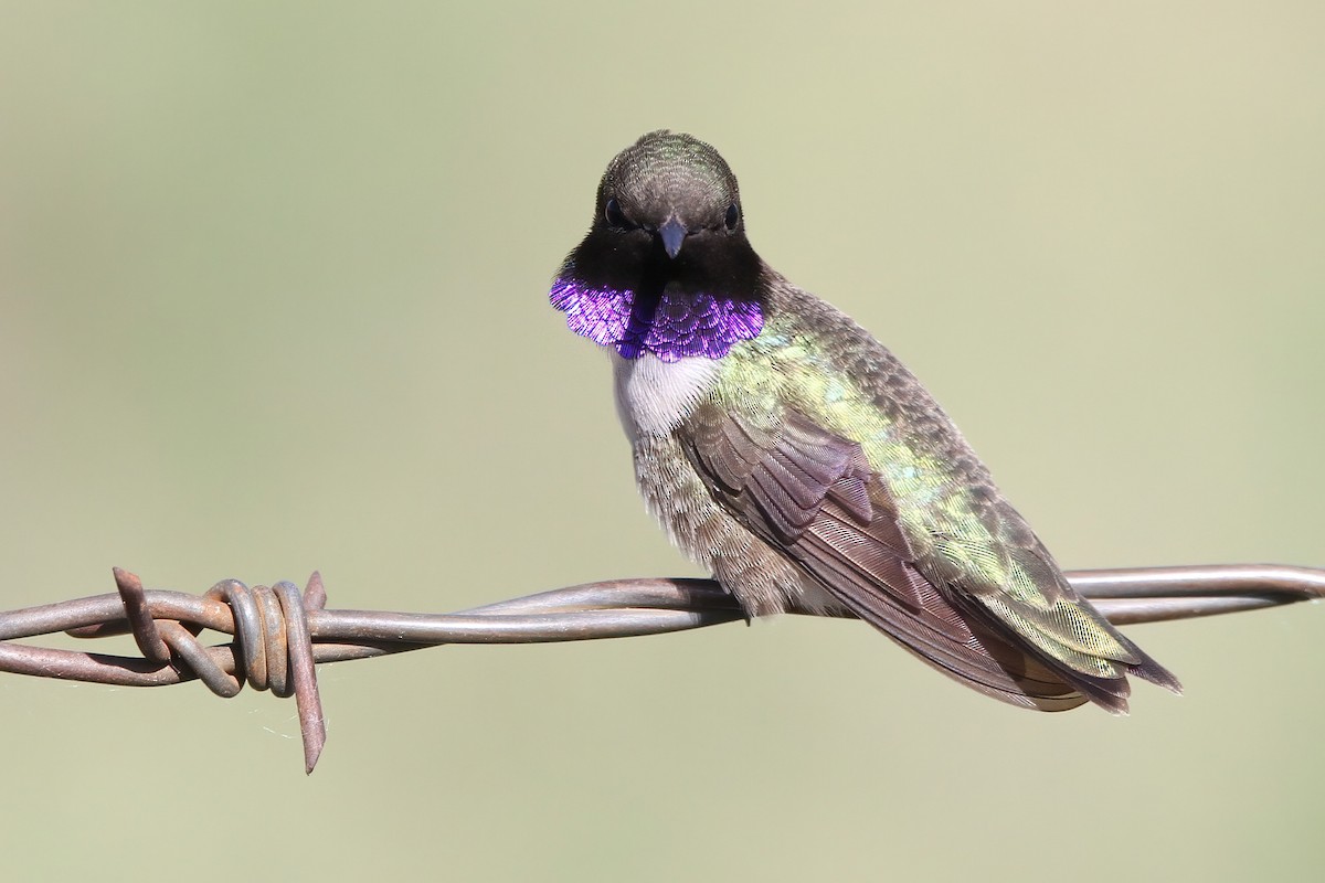 Black-chinned Hummingbird - ML580930911