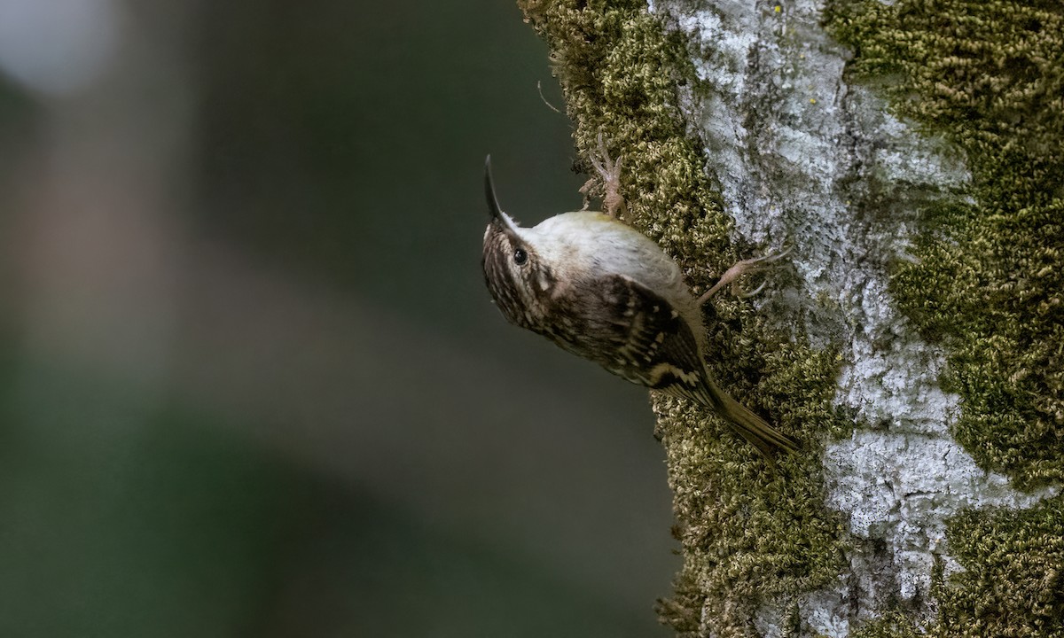 Brown Creeper (occidentalis Group) - ML580931891