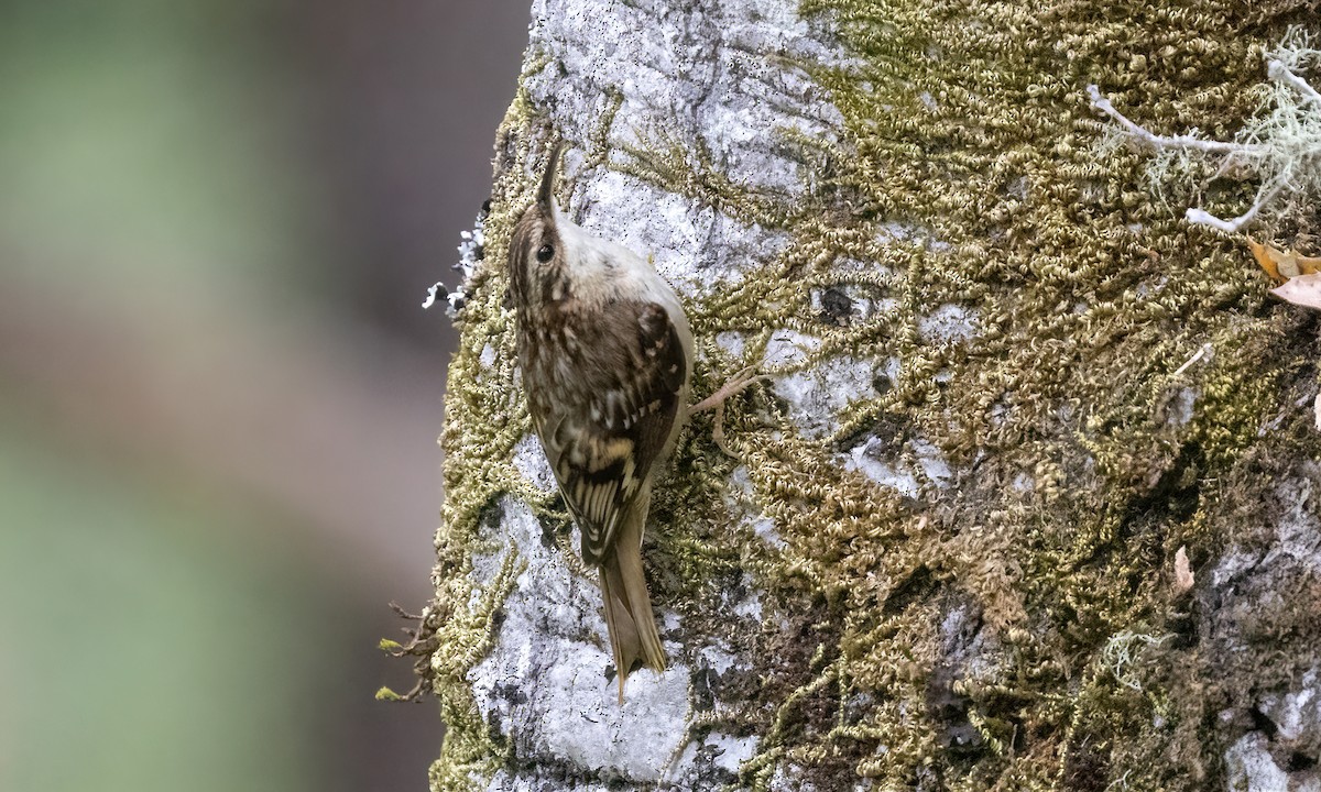 Brown Creeper (occidentalis Group) - ML580931901