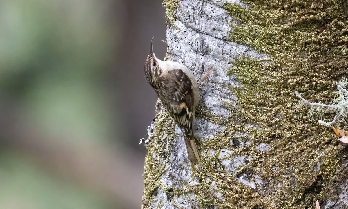 Brown Creeper (occidentalis Group) - ML580931911