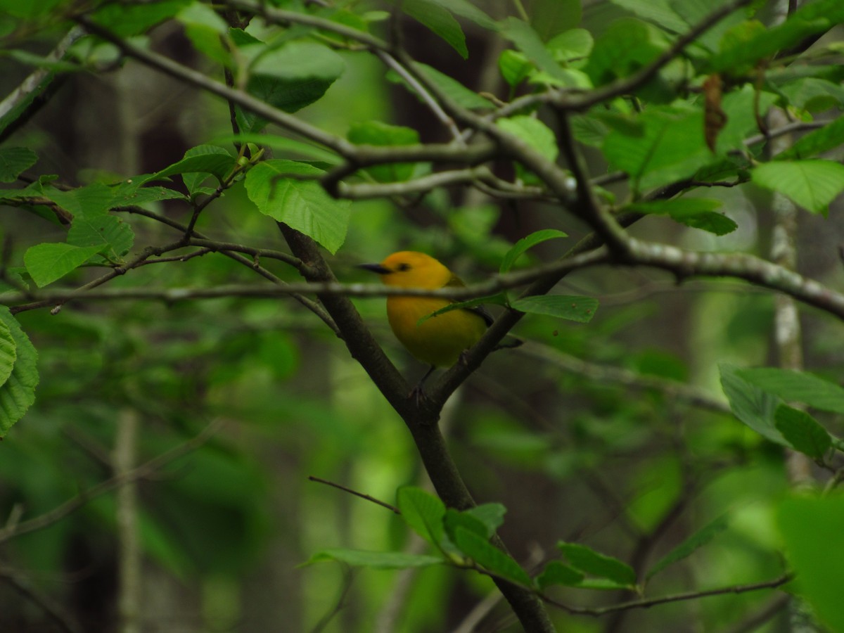 Prothonotary Warbler - ML580932981