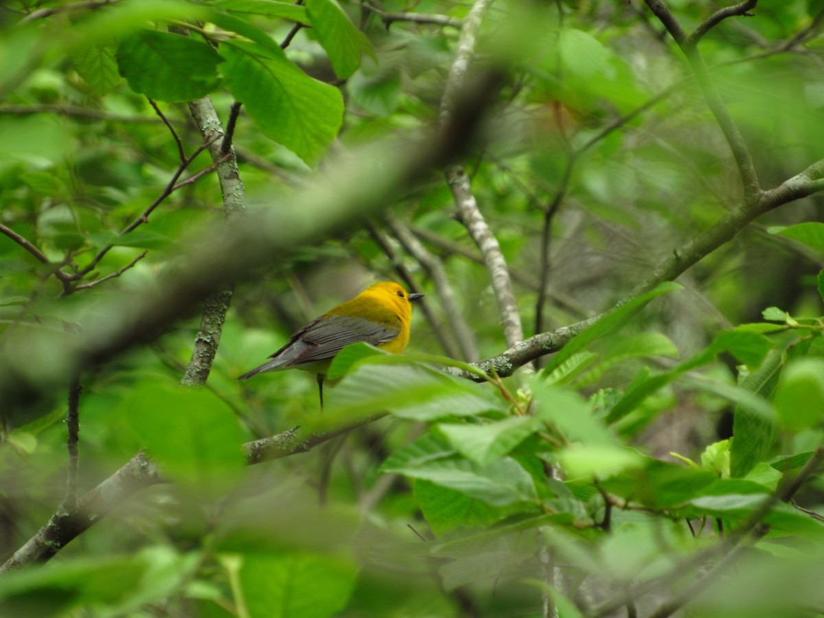 Prothonotary Warbler - ML580932991
