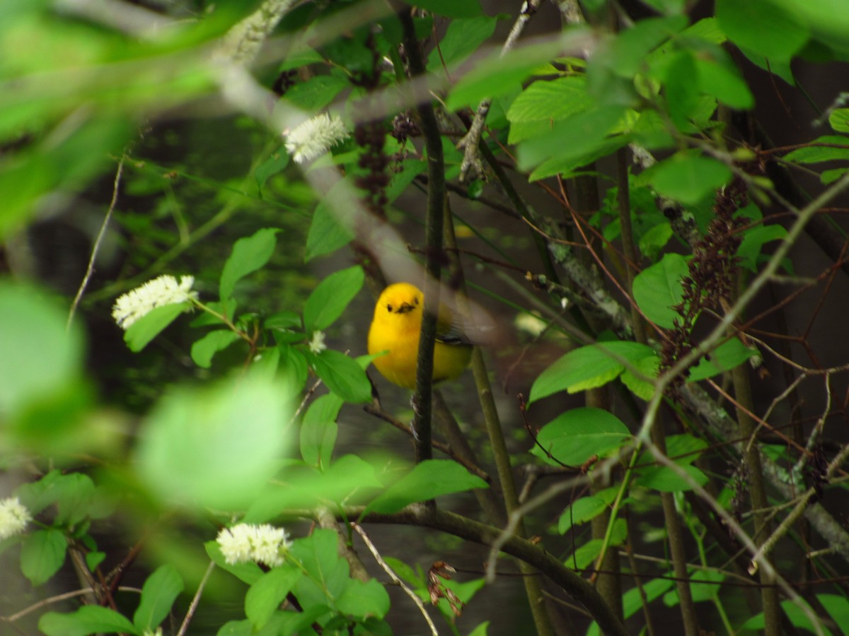 Prothonotary Warbler - ML580933001