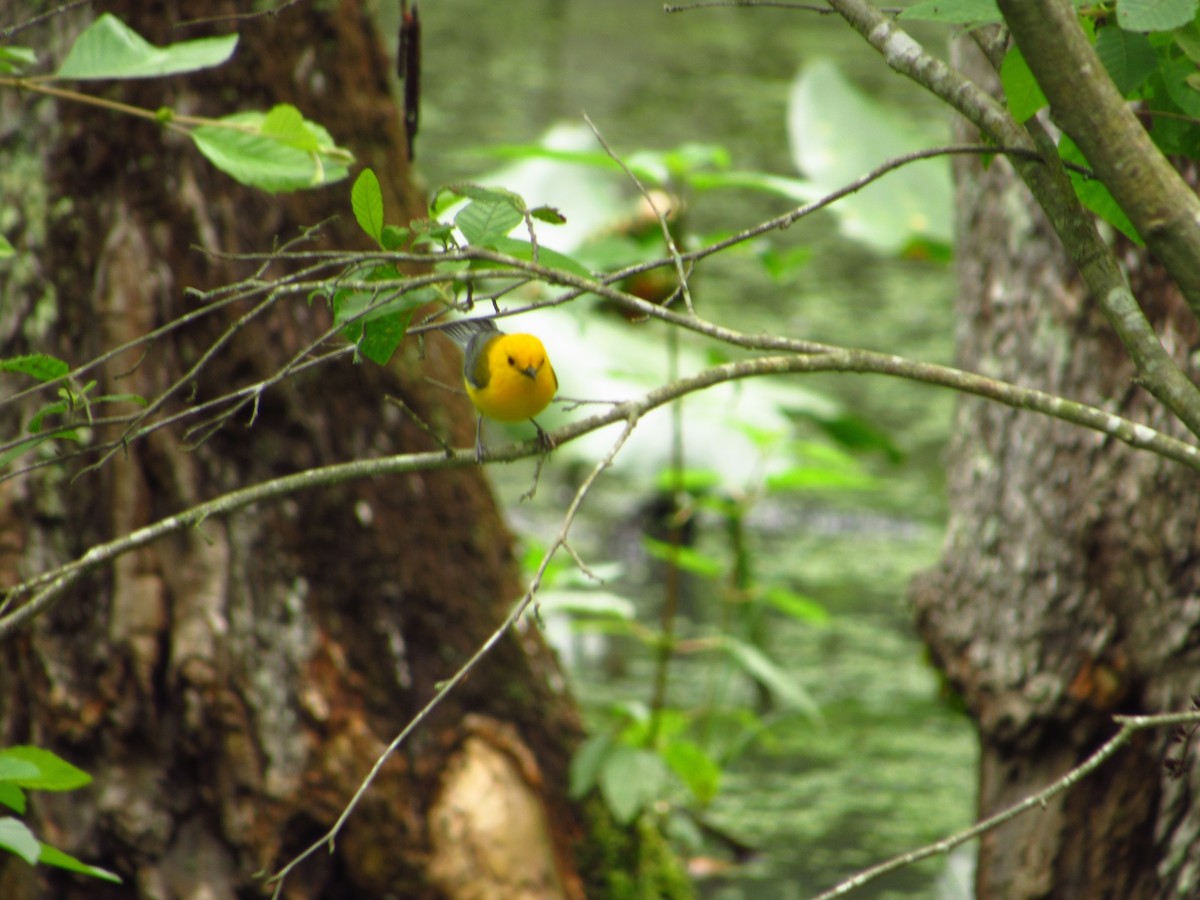 Prothonotary Warbler - ML580933011