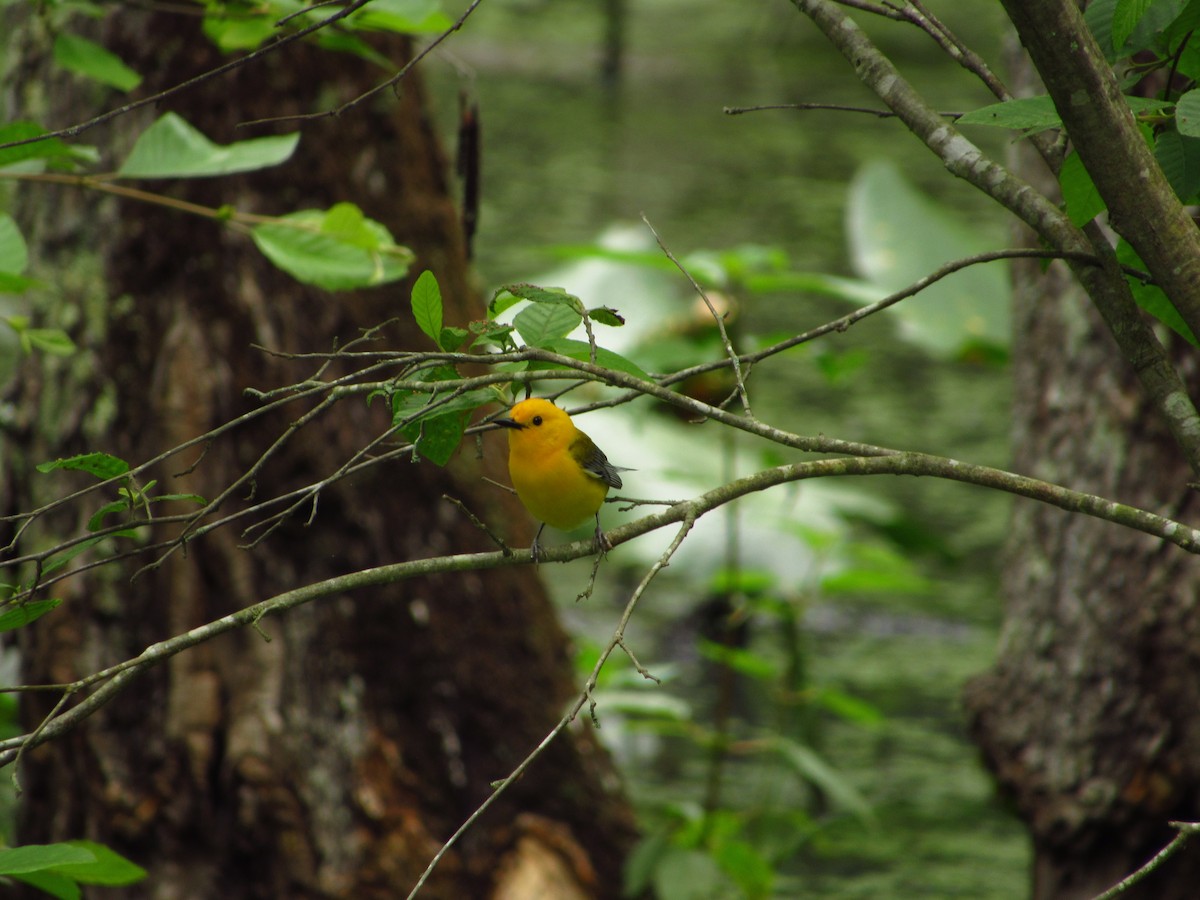 Prothonotary Warbler - ML580933021