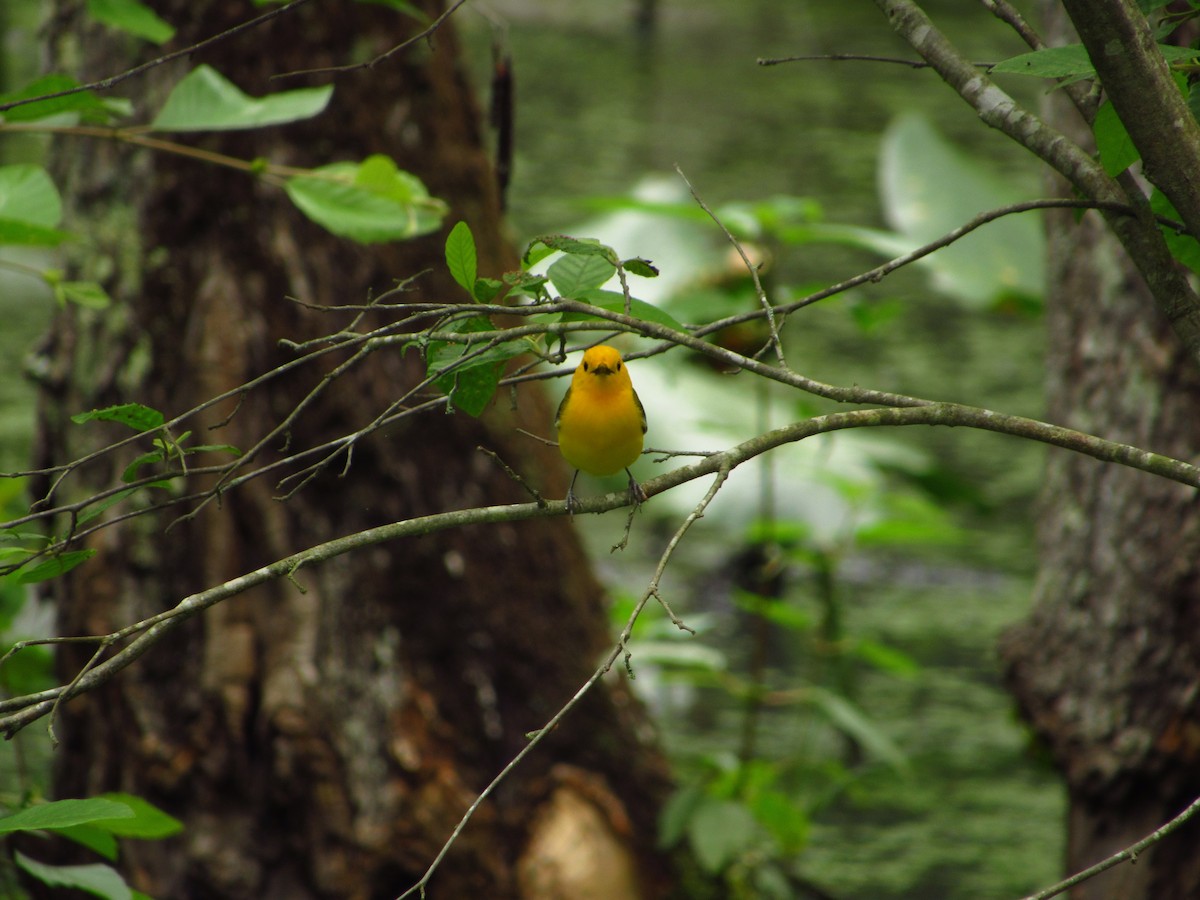 Prothonotary Warbler - ML580933031
